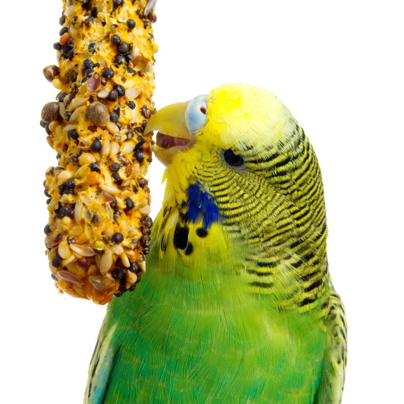 Comida para Aves Comida para Aves